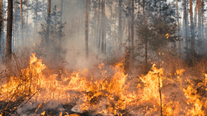 Fire spread in a forest