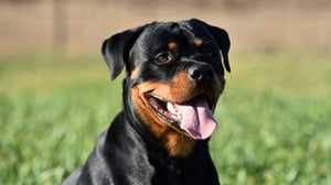 Happy Rottweiler