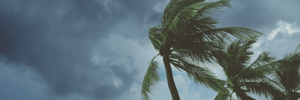 Wind blowing palm tree during a storm